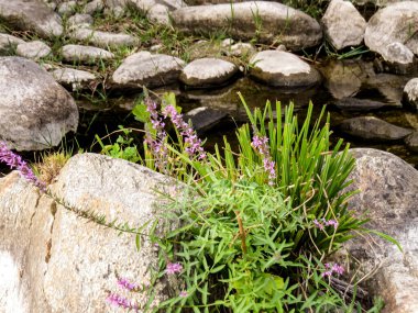  Dağ nehri, yeşillik, eko-turistik dağ nehri yemyeşil ve doğal manzarayla çevrili. Çevre turizmi için mükemmel bir yer, deniz kenarında piknik, ya da kuraklık ve iklim değişikliği hakkında çevre bilinci.