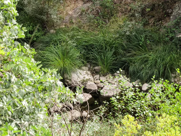 Dağ nehri, yeşillik, çevre turizmi. Bereketli yeşillik ve doğal manzarayla çevrili manzaralı dağ nehri. Çevre turizmi için mükemmel bir yer, deniz kenarında piknik, ya da kuraklık ve iklim değişikliği hakkında çevre bilinci.