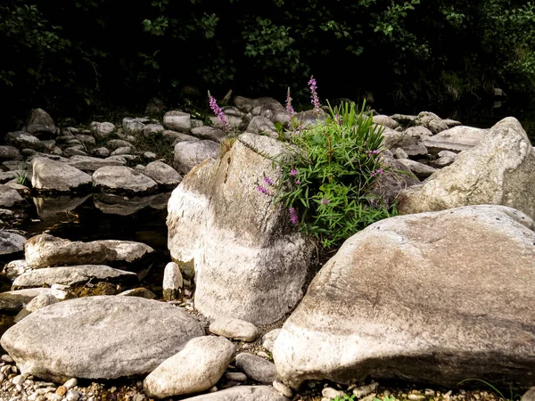  Dağ nehri, yeşillik, eko-turizm manzaralı dağ nehri yemyeşil ve doğal manzarayla çevrili. Çevre turizmi için mükemmel bir yer, deniz kenarında piknik, ya da kuraklık ve iklim değişikliği hakkında çevre bilinci.