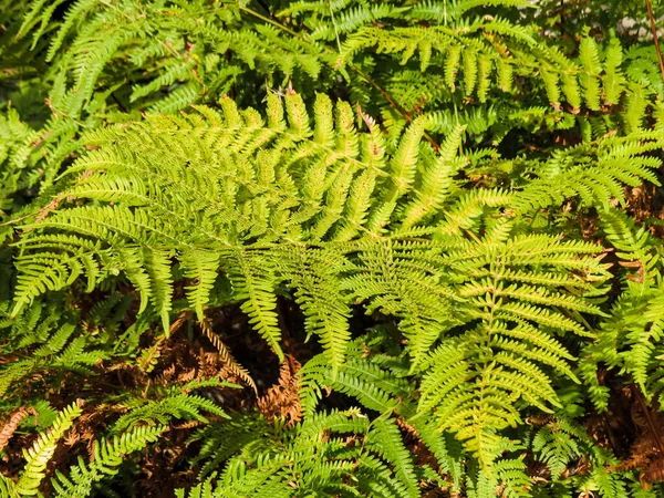 Nehir kenarındaki eğreltiotları. Yunanistan 'da bir dağ nehrinin kıyısında yemyeşil eğreltiotları yetişiyor. Temiz hava, temiz ekosistem, eko-turizm, yürüyüş maceraları ve doğada sürdürülebilir seyahat için ideal bir manzara..