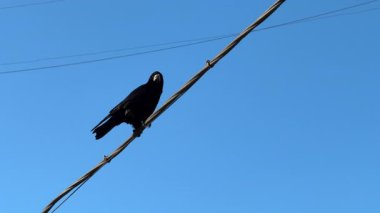 Siyah bir kabloda oturan bir karga, arkasında açık mavi bir gökyüzü ve kuşun tüylerini uçuran bir rüzgar.