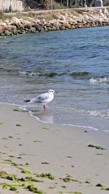 Martılar mavi gökyüzüne karşı sahilde yüzerler.