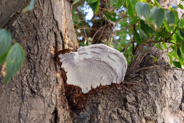 Ağaç Gövdesindeki Büyük Parlak Mantar