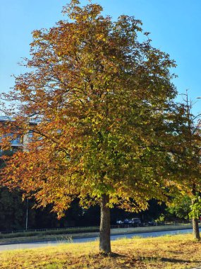 An autumn tree with colorful leaves standing by the road against a clear blue sky