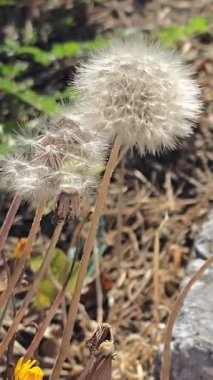 Ayrıntılı ve güzel bir karahindiba.