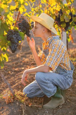 A young farmer in a straw hat and overalls inspects ripe grapes on the vine in a sunlit vineyard during the autumn harvest season