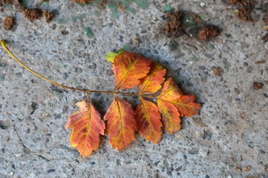 Parlak turuncu ve kırmızı sonbahar yapraklı küçük bir dal gri bir beton kaldırımda yatıyor. Sonbahar konsepti, sonbahar sezonu, sonbahar