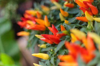 Bir çalılıkta büyüyen parlak kırmızı, turuncu ve sarı biberli renkli bir demet.