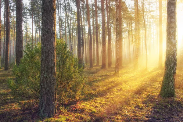 Літній лісовий пейзаж з яскравим теплим сонячним світлом через дерева. Жовті кольори у величному красивому лісі в сонячний ранок. Сонячні промені в лісовій природі. Мальовничі ліси, що світяться сонячними променями . — стокове фото