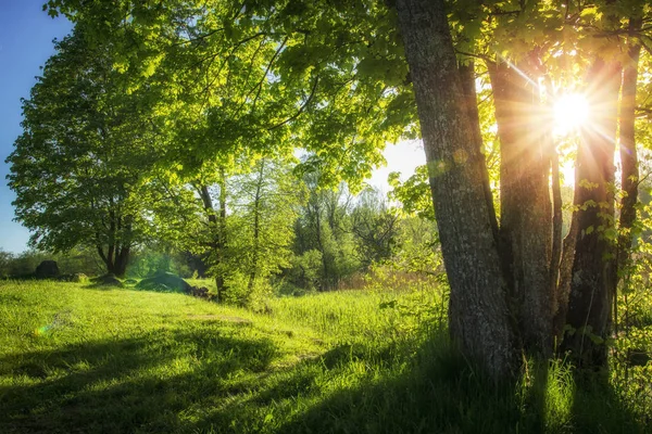Beautiful summer landscape of green nature. Bright sun lights through branches of foliages trees. Clear sunny morning at green park. Sunbeams and warm sunlight green ecosystem. Healthy eco nature. — Stock Photo, Image