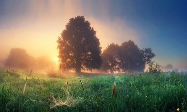 Doğa Manzara gündoğumu sabah yaz. Sahne çayır çim ve ağaçların ufukta arkasında güneş ışığı ile. Puslu sabah. Doğal kırsal kırsal mükemmel sahne. Görkemli canlı şafak.