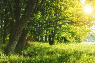 Yeşil yaz doğa güneşli. Yaz arka plan. Ağaçlar yeşil çayır üzerinde. Ağaçların arasından sıcak güneş ışığı. Dallı ağaç ve otların yapraklarda. Kırsal manzara sahne. Açık tesislerinde yaz.