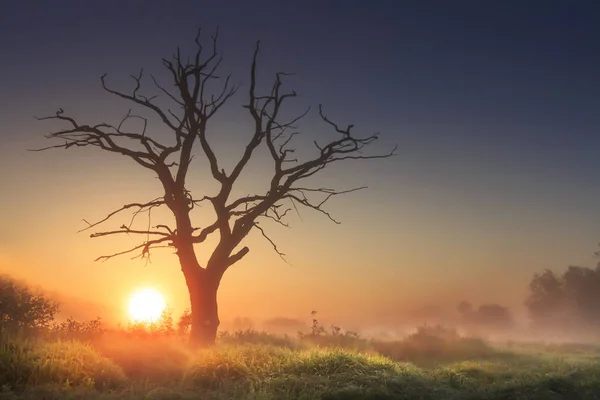 Luminoso paesaggio mattutino in savana con grande vecchio albero secco all'alba contro il cielo azzurro chiaro. albero maestoso in luce del mattino in erba alta. sole all'orizzonte sorge sopra la natura selvaggia nella nebbia del mattino . — Foto Stock
