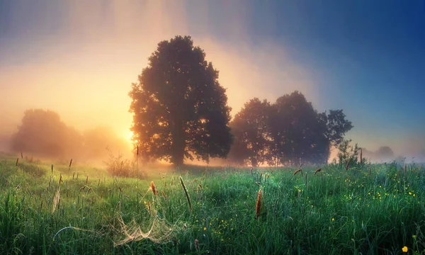 Paisaje natural de verano al amanecer por la mañana. Paisaje prado con hierba y luz solar detrás de los árboles en el horizonte. Mañana brumosa. Rural perfecta escena de campo natural. Majestuoso amanecer vivo . — Foto de Stock