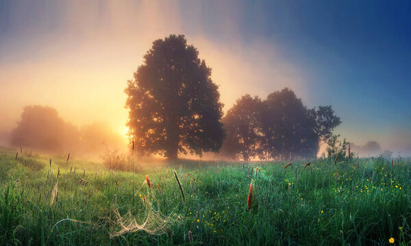 Summer nature landscape on sunrise in the morning. Scenery meadow with grass and sunlight behind trees on horizon. Misty morning. Rural perfect scene of natural countryside. Majestic vivid dawn.
