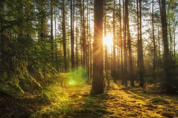 Majestuoso paisaje forestal con sol brillante en la mañana. Paisaje bosque de verano en la luz del sol caliente. Escena de naturaleza salvaje perfecta. Rayos de sol en el bosque a través de los árboles . — Foto de Stock