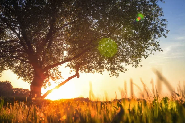 Visa på stora träd i ängen vid solnedgången. gräset lyser med gyllene varmt solljus. Under grönskande träd i sommar. plats för reflektion och drömmar. Kvällen på naturen på fältet under grenig träd med solstrålar. — Stockfoto