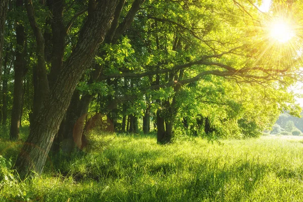 Green summer nature on sunny day. Summer background. Trees on green meadow. Warm sunlight through the trees. Leaves on branchy trees and grass. Rural scenic scene. Summer plants in outdoor. — Stock Photo, Image