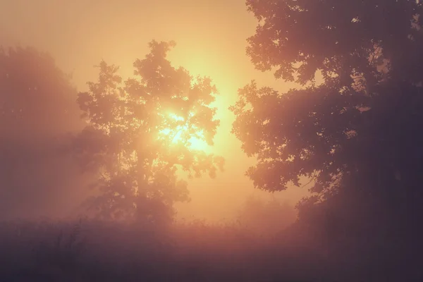 Summer nature background of yellow sunrise on foggy morning. Summer landscape of wild nature. Natural countryside in sunlight. View on sun through trees in mist. — Stock Photo, Image