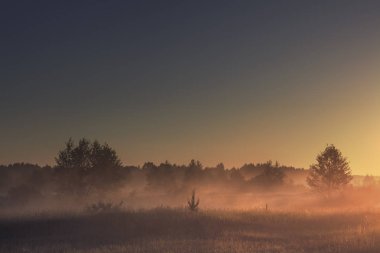 Yaz çayır Sisli sabah erken.