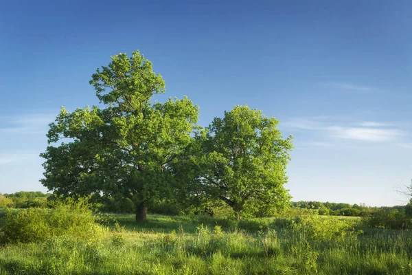 Verano verde naturaleza paisaje con cielo azul claro en día soleado — Foto de Stock