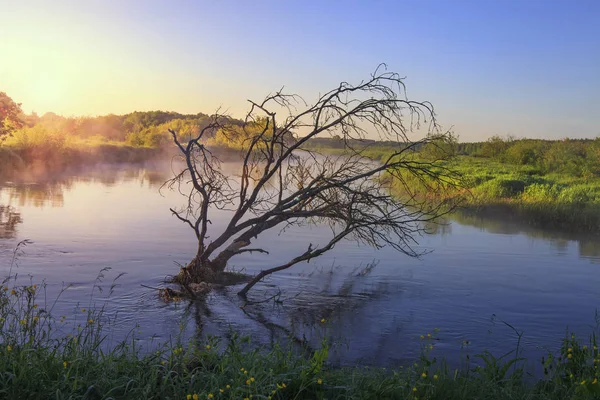 Belarús paisaje natural. Viejo árbol seco en río tranquilo por la mañana . — Foto de Stock