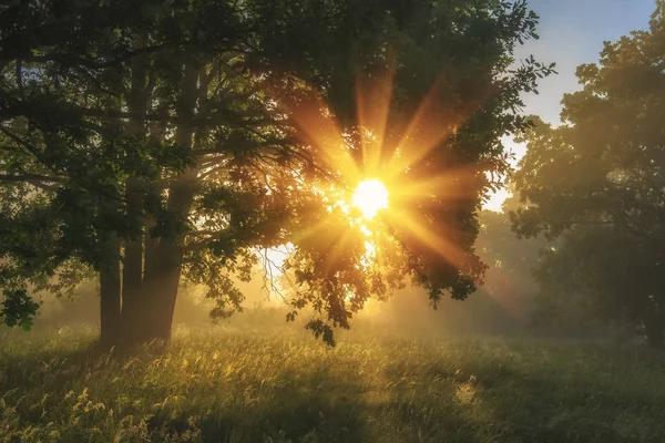 Paisaje de verano de naturaleza verde en prado matutino con hierba brillante y rayos de sol brillantes a través de ramas de árbol. Luz solar viva en un parque increíble . — Foto de Stock