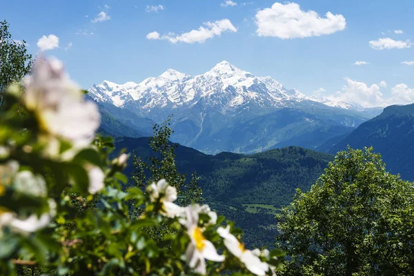 Hermoso paisaje de montaña en el día de verano en Georgia, región de Svaneti. Vista sobre la montaña nevada a través de flores y ramas en primer plano. Hermoso pico de monte en la naturaleza verde . —  Fotos de Stock