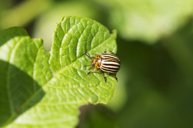 Colorado patates böceği patates yaprak yakın tarih.
