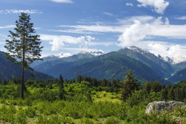 Gürcü doğa manzara Svaneti bölgesi, Georgia. Güzel tepeler parlak güneşli mavi gökyüzü ve beyaz bulutlar, dağlar, yeşil çayır çimen kaplı. Gürcistan'daki mükemmel bir gün.