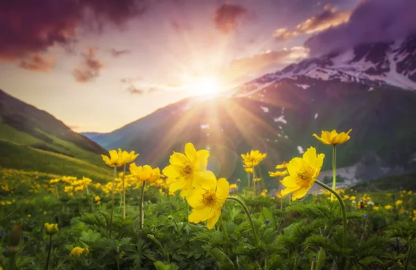 Vibrante paisaje de montaña con flores amarillas en primer plano al atardecer en la región de Svaneti de Georgia. Cielo colorido sobre montañas y flores en prado verde. Rayos de sol brillantes sobre la montaña. Rayos solares . — Foto de Stock