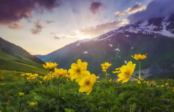 Landschaft wunderschöner Berge bei Sonnenuntergang. gelbe Blumen im Vordergrund auf der Bergwiese am Abendhimmel und Hügel im Hintergrund. Natur svaneti, georgien. atemberaubende Aussicht auf Berge mit buntem Himmel. — Stockfoto
