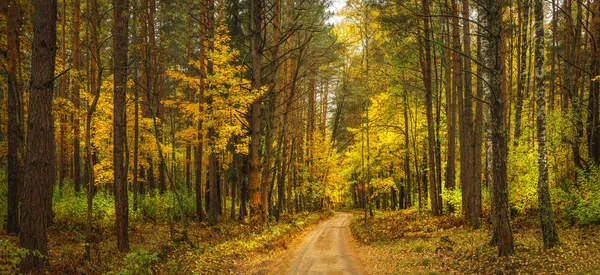 Autumn forest landscape. Amazing vibrant panoramic view on yellow forest in october. Fall — Stock Photo, Image