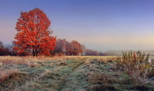 Paysage naturel d'automne. Feuillage rouge coloré sur les branches de l'arbre à la prairie avec givre sur l'herbe le matin. Vue panoramique sur la nature pittoresque à l'automne. Matin parfait en plein air en novembre — Photo