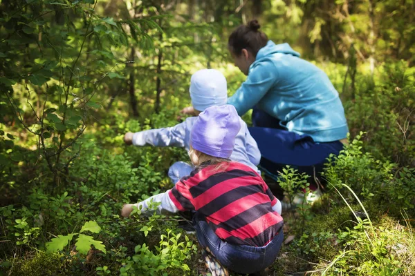 在一个晴朗的晴天, 妈妈和孩子们在绿色的夏日森林里带蓝莓。一家人在森林里采集浆果。小女儿和儿子近妈妈撕蓝莓. — 图库照片
