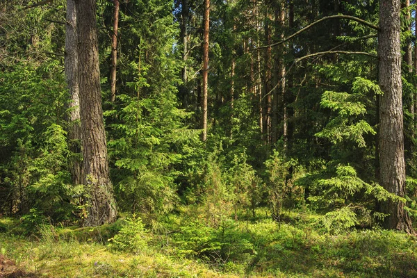Sommergrüne Waldlandschaft. — Stockfoto