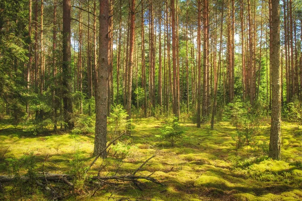 Landschaft des Waldes. grüner Sommerwald im Sonnenlicht. Nadelbäume, Moos auf dem Boden. Schöne Aussicht auf den Sommerwald an einem sonnigen Tag. — Stockfoto
