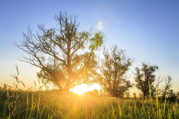 Ljusa gryningen i vilt i naturen. Landskap av träd på sommaräng i solljus. Solen skiner på gräs. — Stockfoto