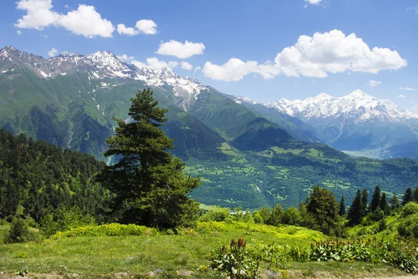 Increíble paisaje de montaña vibrante en Georgia, Svaneti. Hierba verde sobre colinas, montañas nevadas y cielo azul claro en el día soleado de verano en Mestia. Hermosa vista en las tierras altas. Bosque y prado en la colina . —  Fotos de Stock