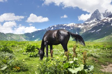 Açık yaz gününde dağlarda at. at dağ çayır Svaneti, Gürcistan'ın otlatma. Yeşil çim Hills bir atı dır Felsberg kar zirveleri ile arka planı.