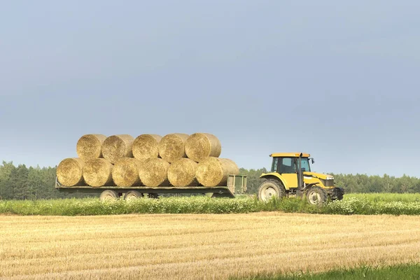 Un tractor mueve una paca de heno de un campo de trigo en un remolque después de cosechar . — Foto de Stock