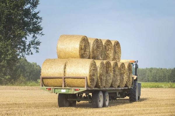 The tractor removes bales of hay from the field after harvest. Cleaning grain concepts. Completion of the agricultural company. Tractor with a trailer on a wheat field.