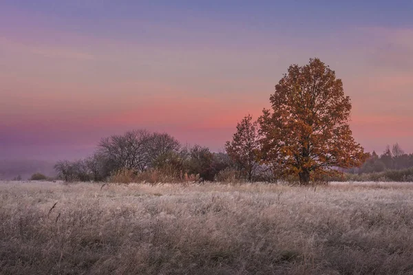Őszi táj hajnalban. Színes fák réten. Esik. Táj őszi kora reggel, szép színű ég a sunrise. — Stock Fotó