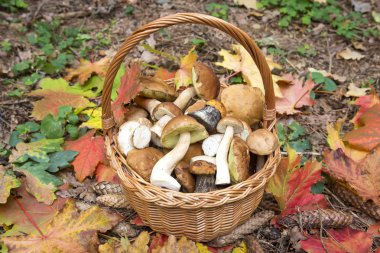 Mantar sonbaharın çok renkli bir arka plan ile sepet bırakır. Mantar sonbaharda hasat
