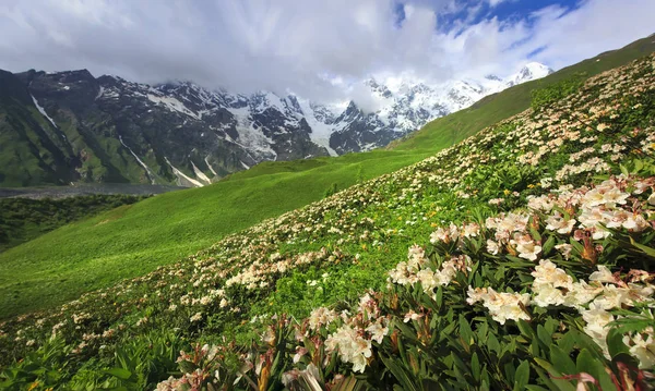 Svaneti paisaje de montaña con rododendros en primer plano. Paisaje Naturaleza georgiana. Montañas con picos nevados, colinas, flores y hierba verde en el día soleado de verano —  Fotos de Stock