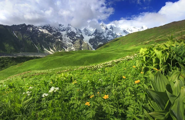 Naturaleza georgiana en las montañas del Cáucaso. Increíble vista sobre Svaneti con pico de montaña, colina verde, flores en el prado y hierba fresca en el día brillante verano. Vibrante escena de hermosa naturaleza en Georgia . —  Fotos de Stock