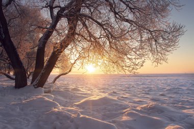 Kış manzarası. Günbatımı, kış, sıcak güneş ışığı. Don ve sis. Güneş dokulu karda ağaçta. Noel arka plan. Muhteşem kış doğa. Hoarfrost dalları üzerinde. Canlı Güneş ufukta setleri.