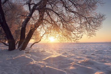 Kış manzarası. Günbatımı, kış, sıcak güneş ışığı. Don ve sis. Güneş dokulu karda ağaçta. Noel arka plan. Muhteşem kış doğa. Hoarfrost dalları üzerinde. Canlı Güneş ufukta setleri.