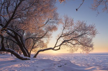 Kış doğa inanılmaz manzara renkli gün batımında. Ağaç hoarfrost sıcak güneş ışığı ile. Parlak güneş sisli ve soğuk bir akşam. Sakin kış doğa. Açık mavi gökyüzü sis ve frost ile akşam.