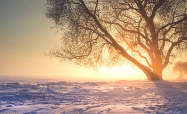 Kış manzara parlak sıcak güneş ışığı ile. Doğa günbatımı ile canlı güneş üzerinde Noel arka plan. Şaşırtıcı sisli kış sahne. Sahne kış doğa. Güneşli gökyüzü açık ağaç ile üzerinde güzel görüş